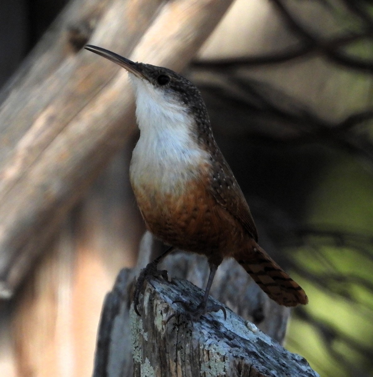 Canyon Wren - ML646603058
