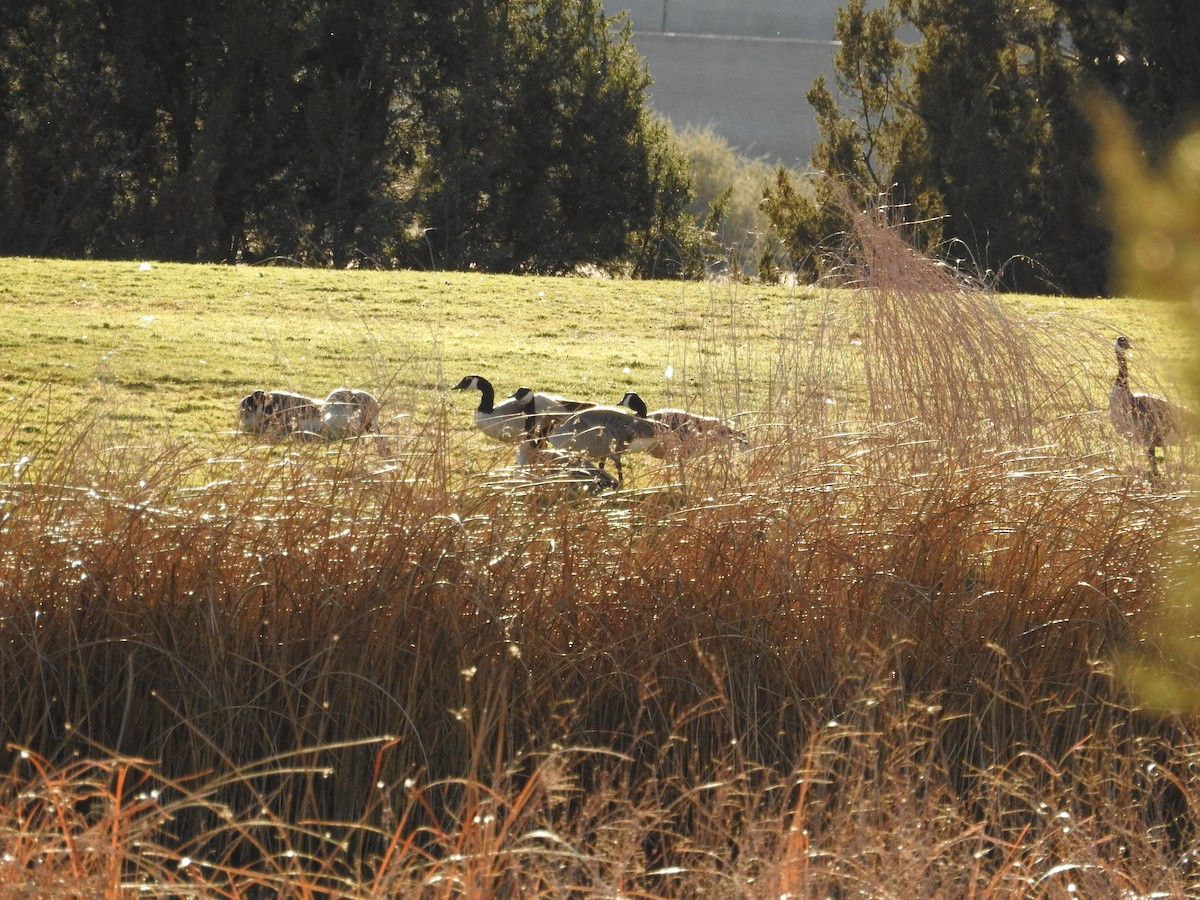 Bernache du Canada - ML646603059
