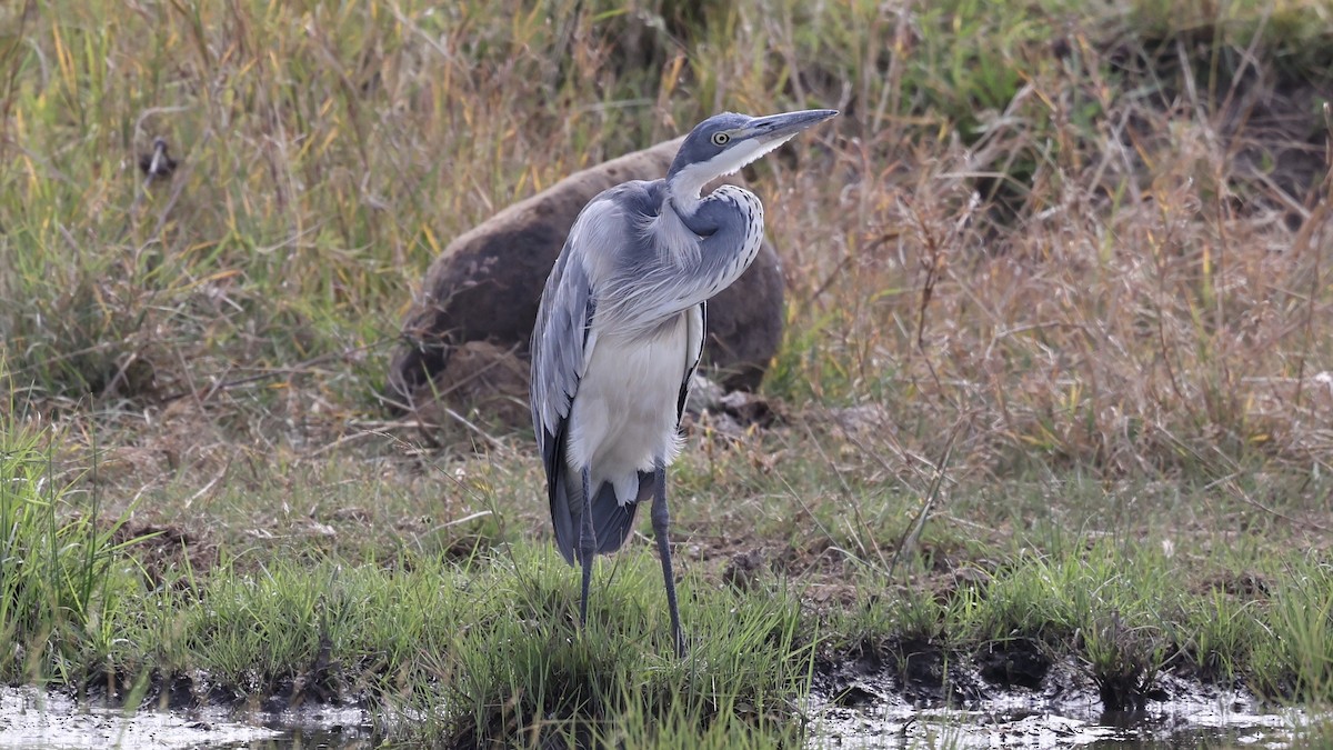Black-headed Heron - ML646603067