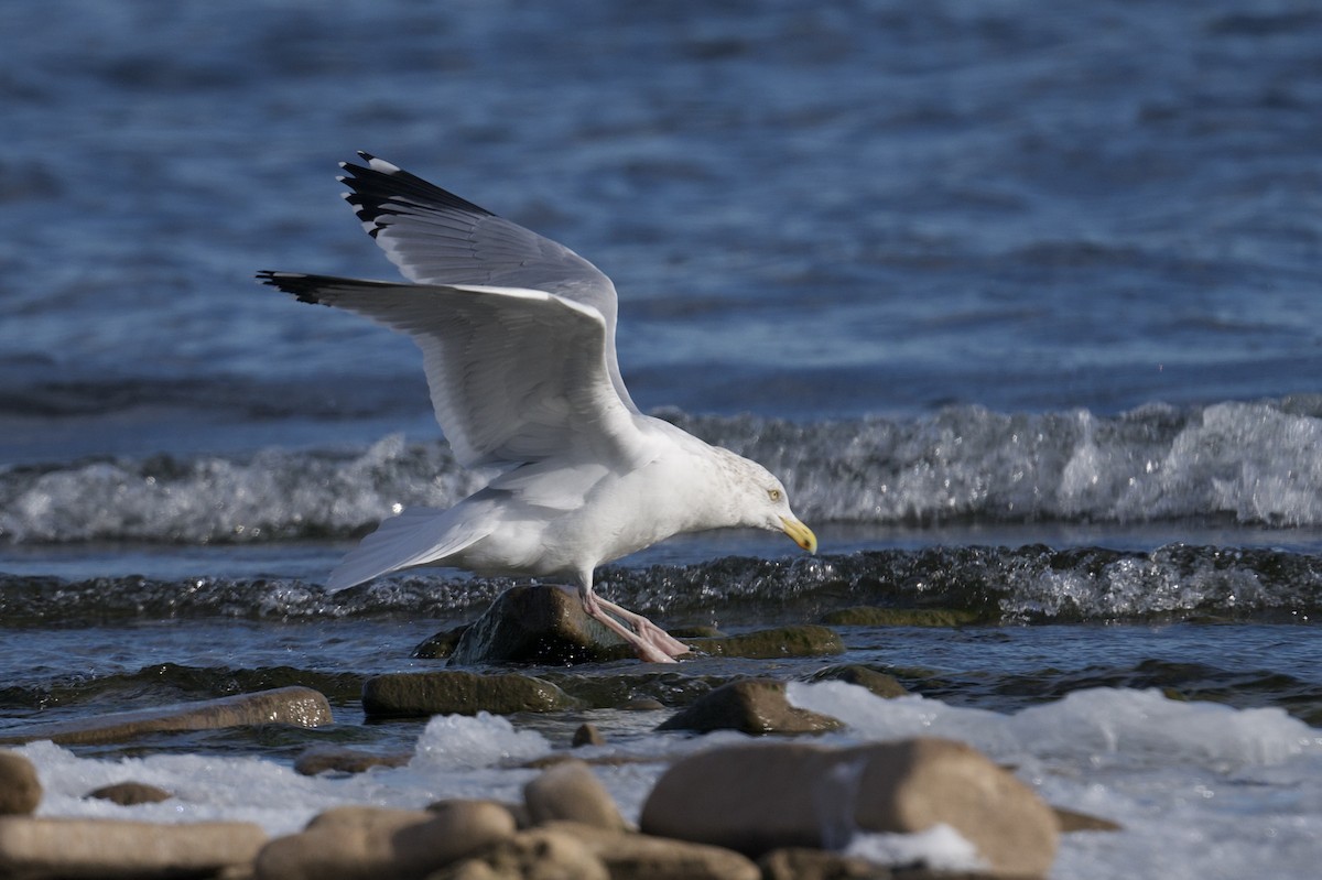 American Herring Gull - ML646603068