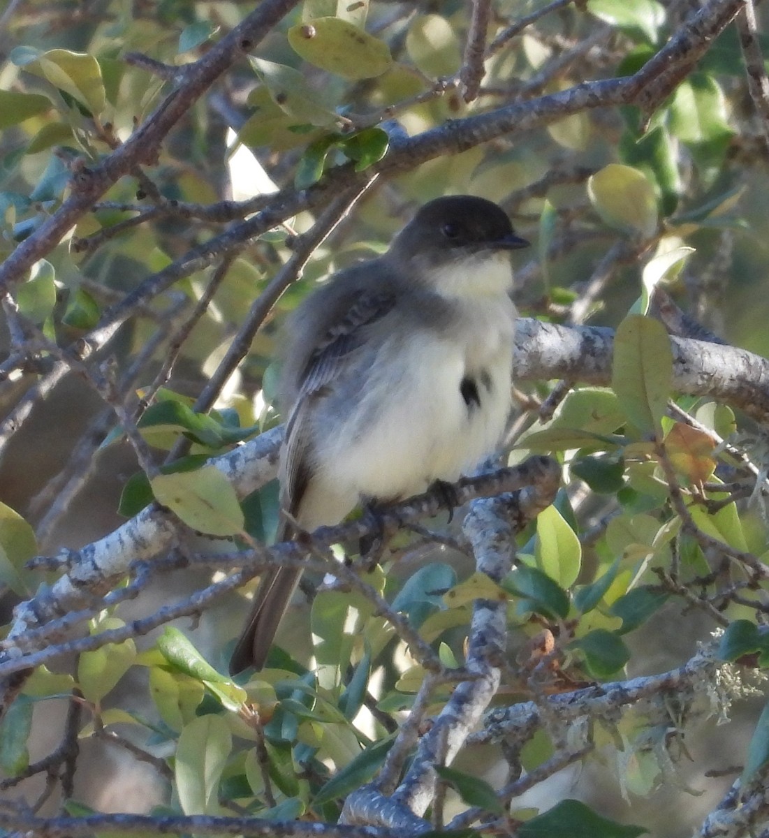 Eastern Phoebe - ML646603072