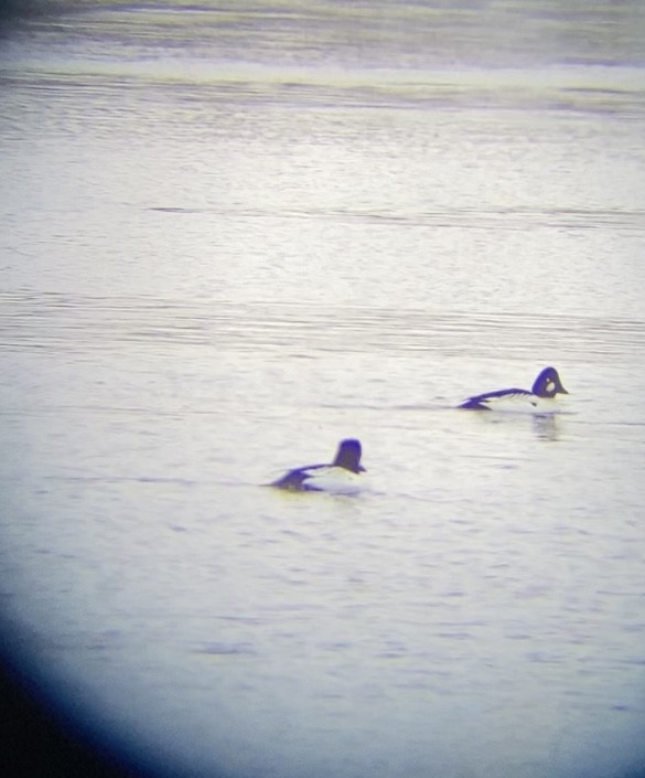 Алаг шунгаач - ML646603073