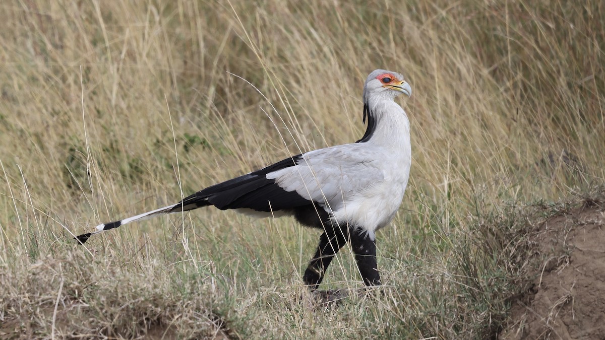 Secretarybird - ML646603074