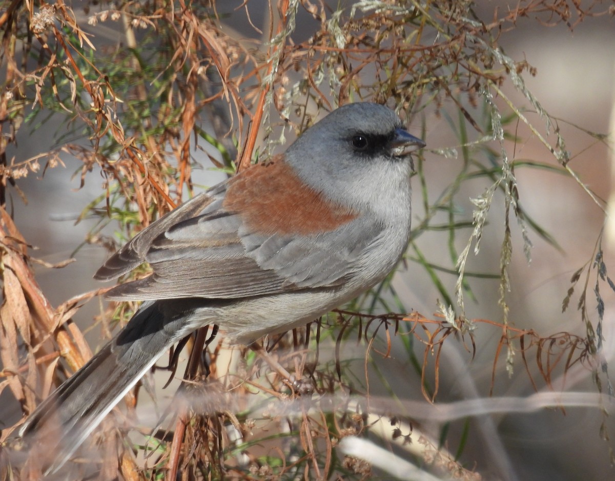 Юнко сірий (підвид dorsalis) - ML646603075