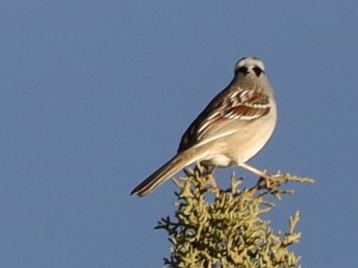 Bruant à couronne blanche - ML646603079