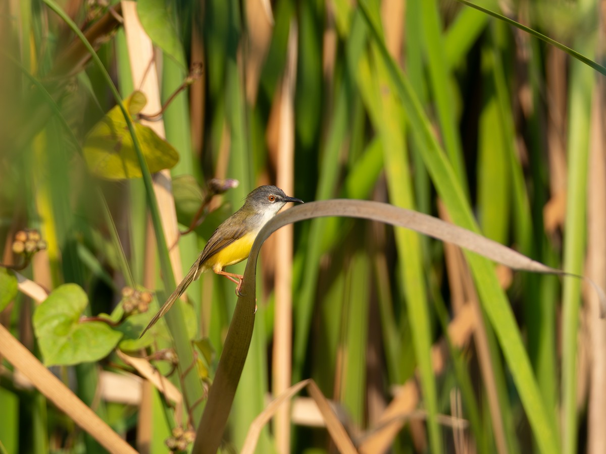 Prinia Ventriamarilla (Ventriamarilla) - ML646603081
