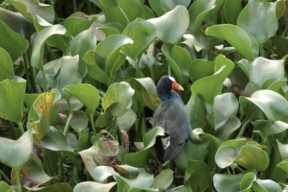 Purple Gallinule - ML646603082