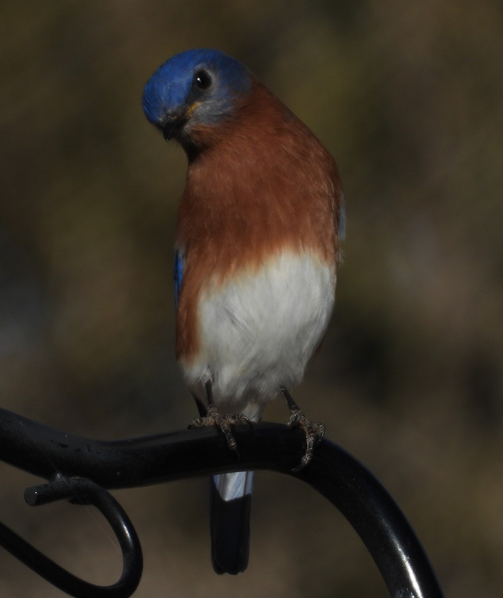Eastern Bluebird - ML646603084