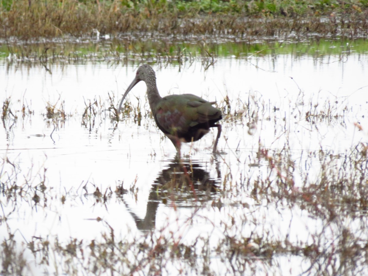 Beltzaran musuzuria - ML646603086