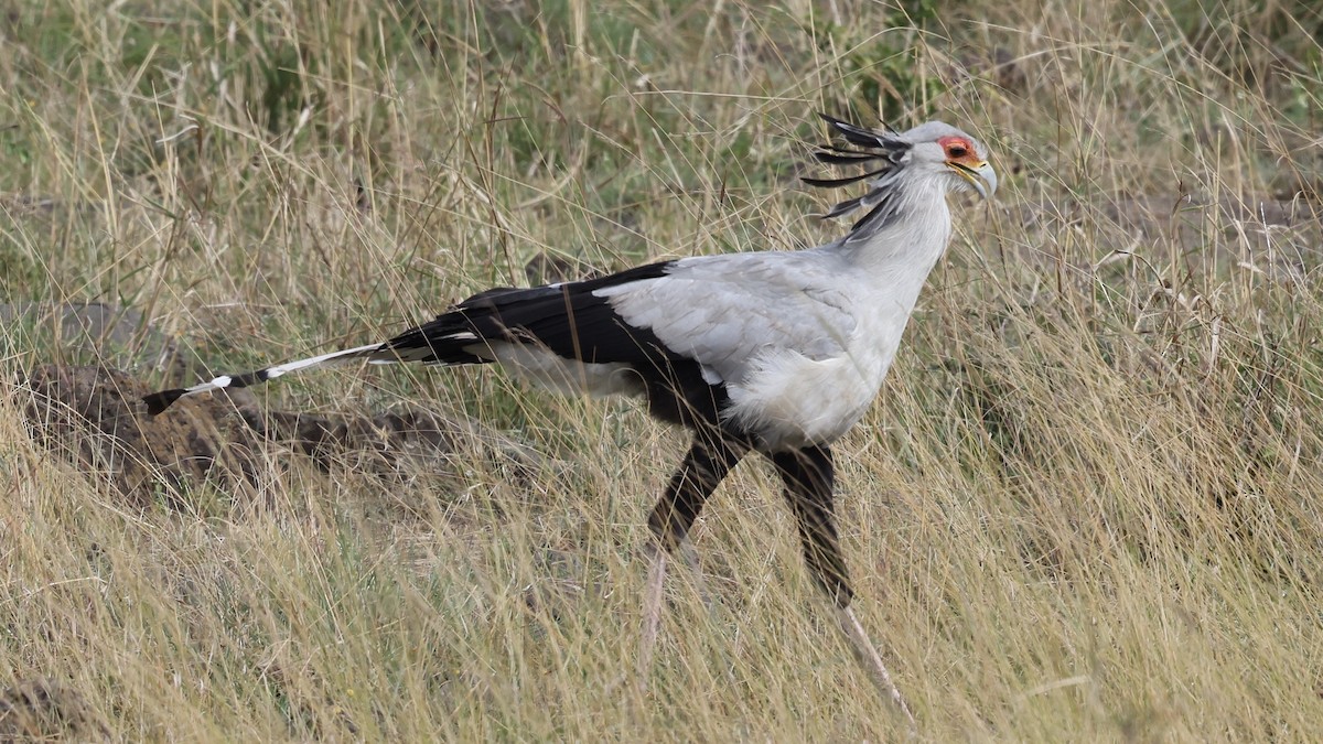 Secretarybird - ML646603087