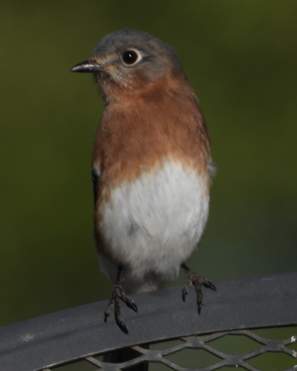 Eastern Bluebird - ML646603088
