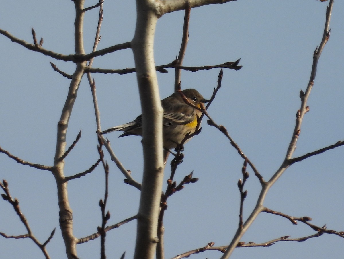 Yellow-rumped Warbler (Audubon's) - ML646603089