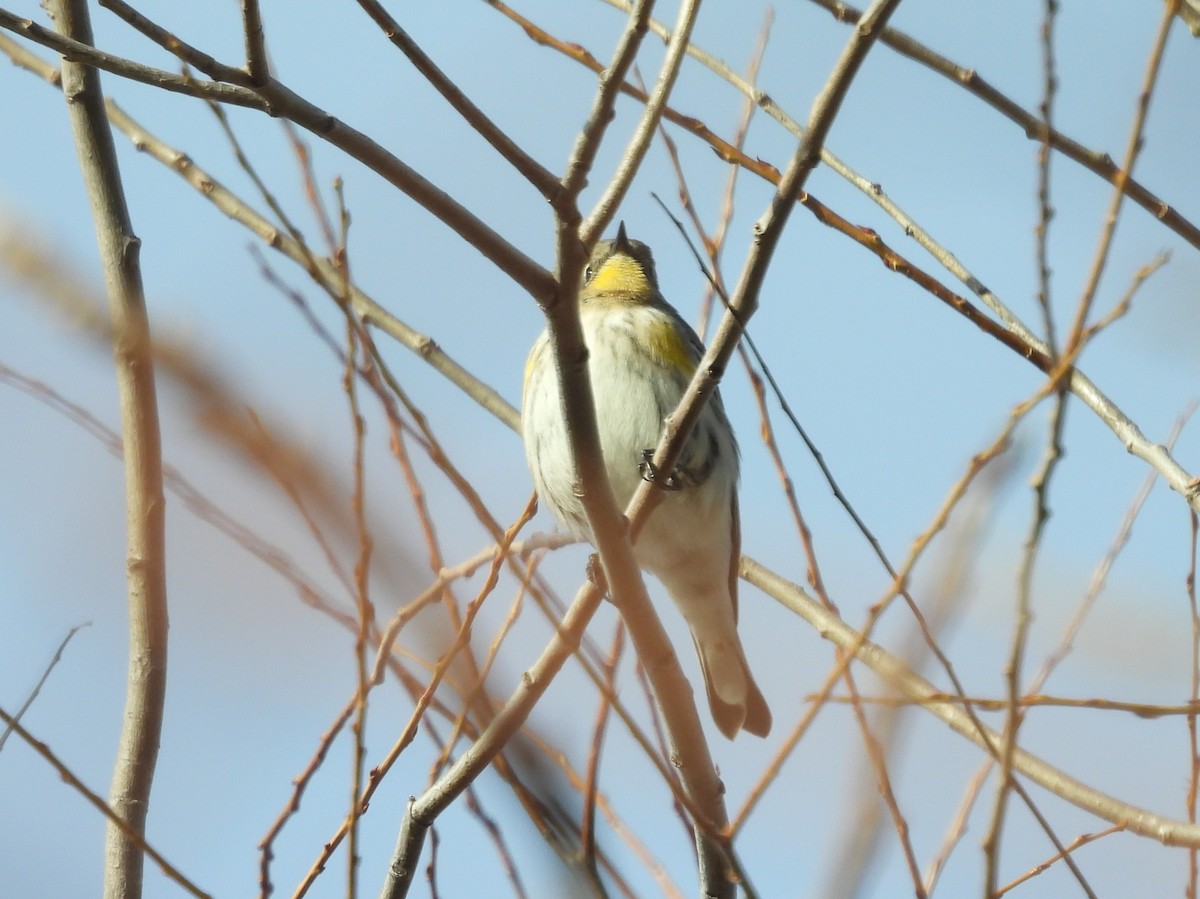 Yellow-rumped Warbler (Audubon's) - ML646603090