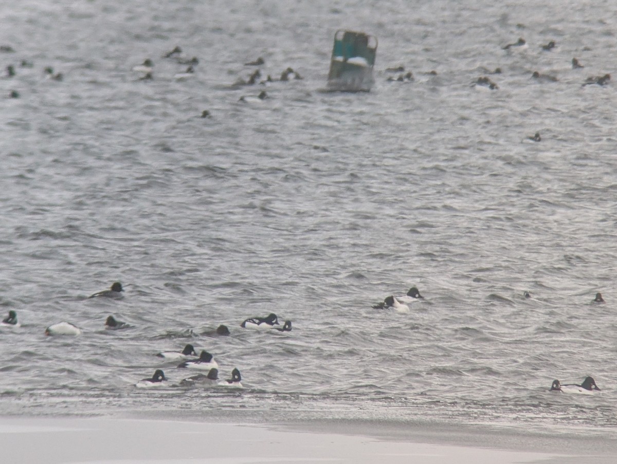 Гоголь ісландський - ML646603091