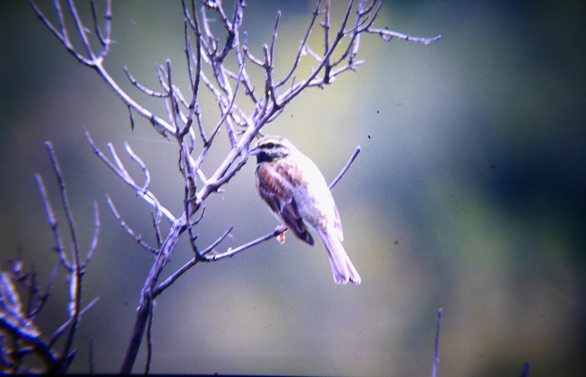 Bahçe Çintesi - ML646603092