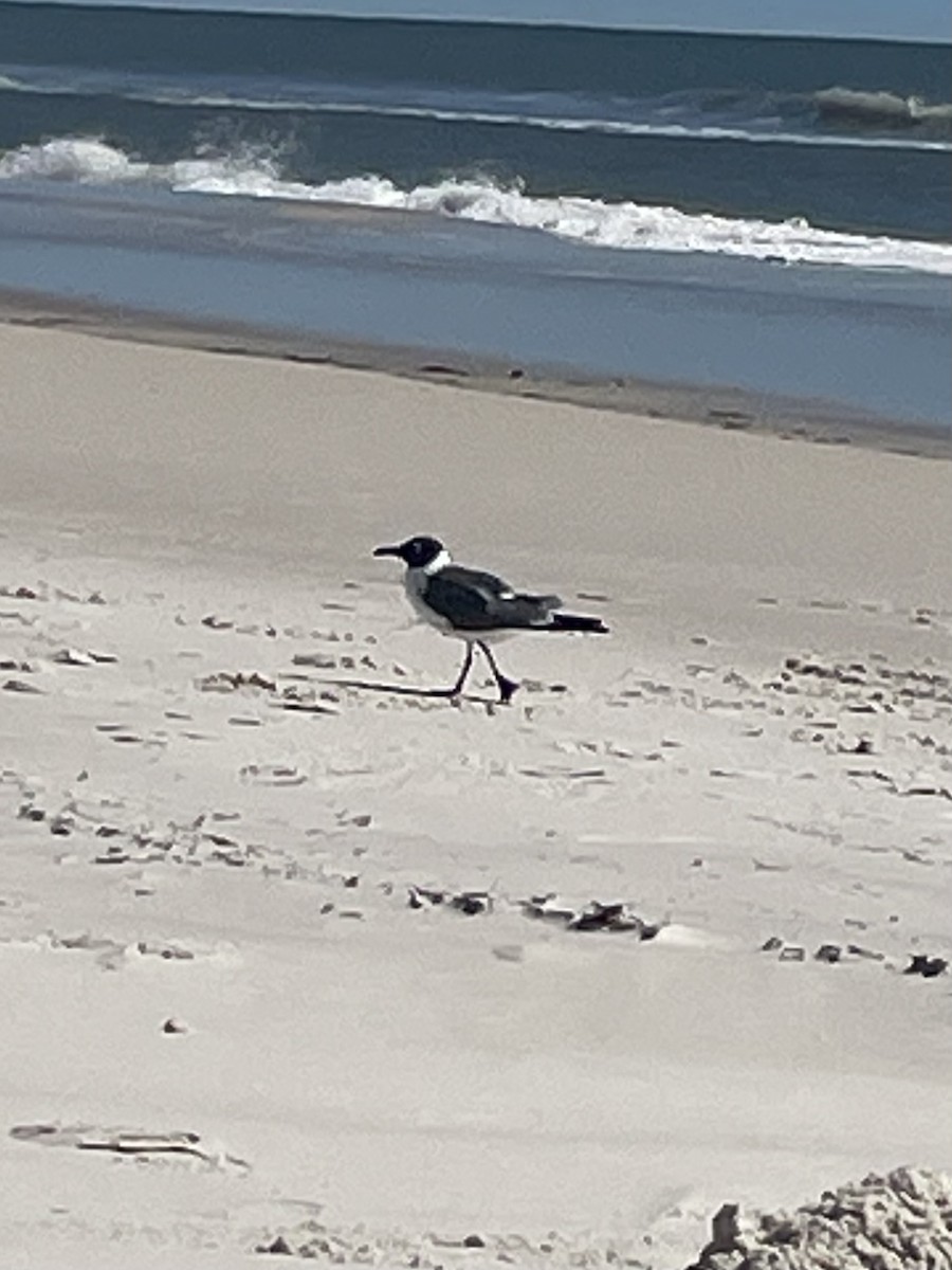 Ацтекская чайка - ML646603093