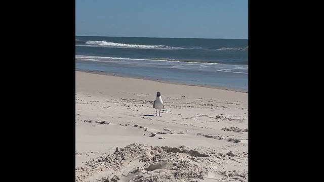 Laughing Gull - ML646603094