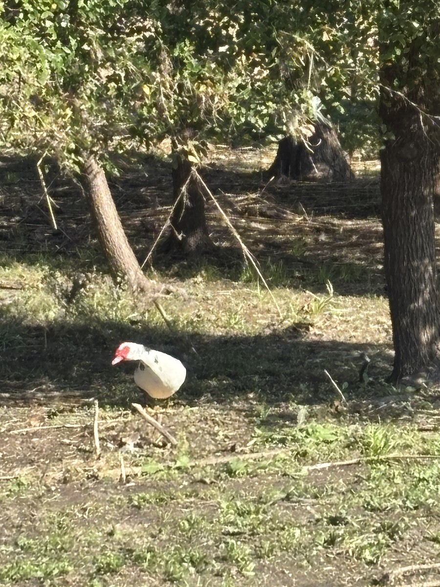 Muscovy Duck (Domestic type) - ML646603095