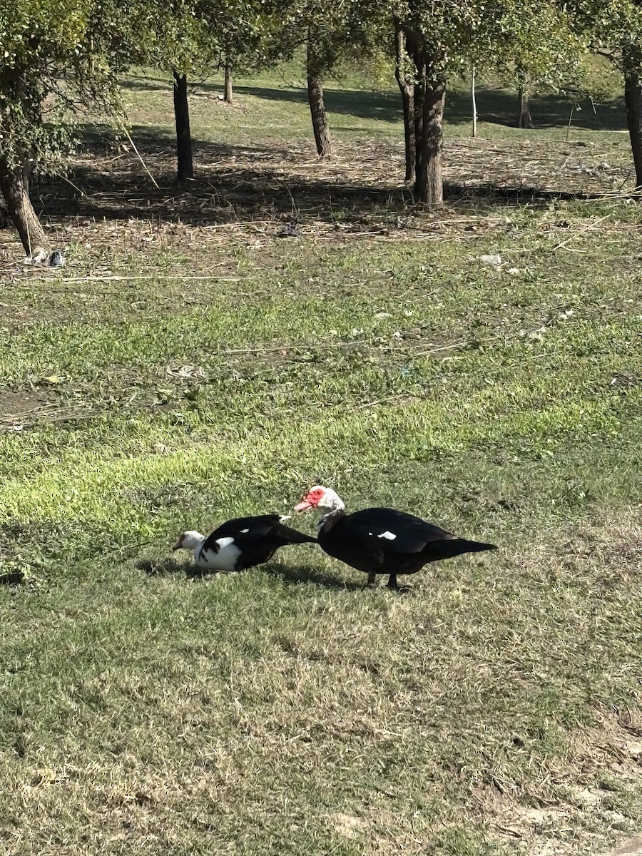 Muscovy Duck (Domestic type) - ML646603096