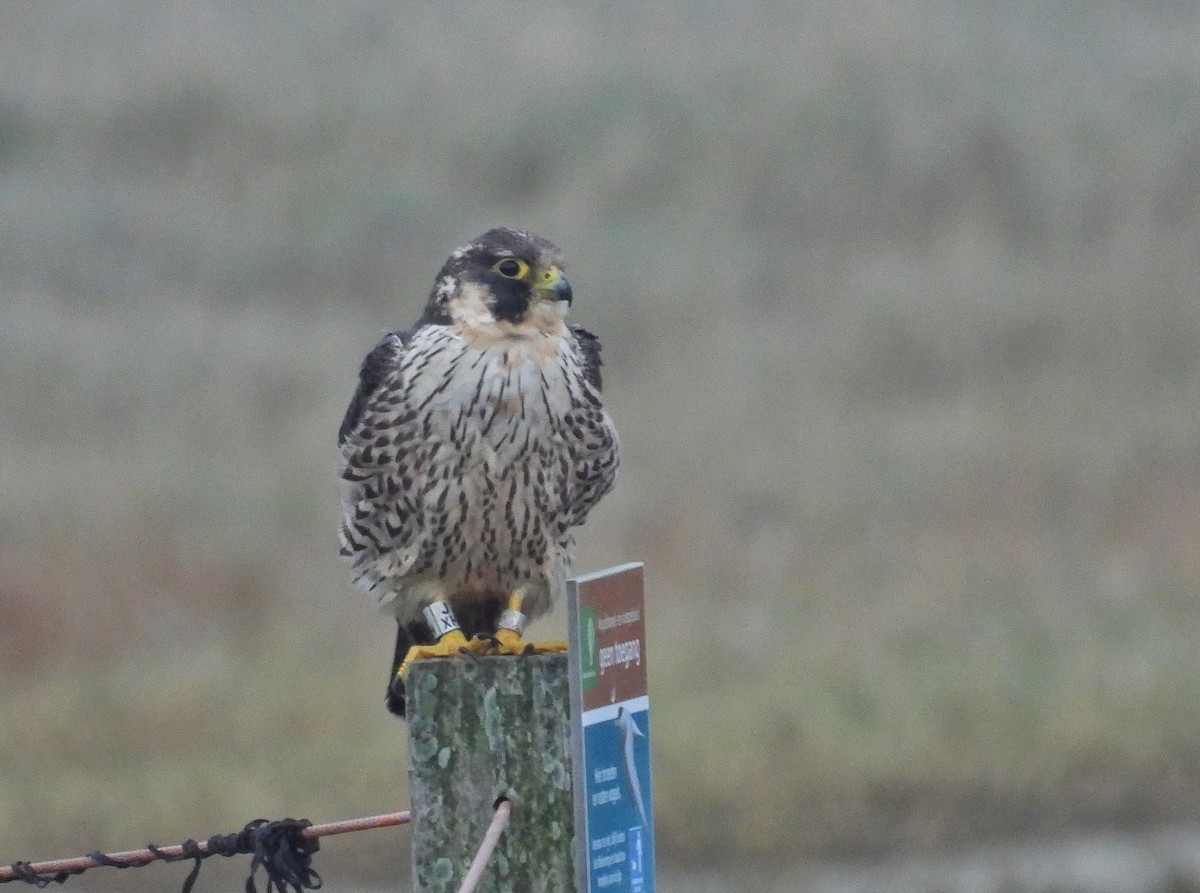 Peregrine Falcon - ML646603097