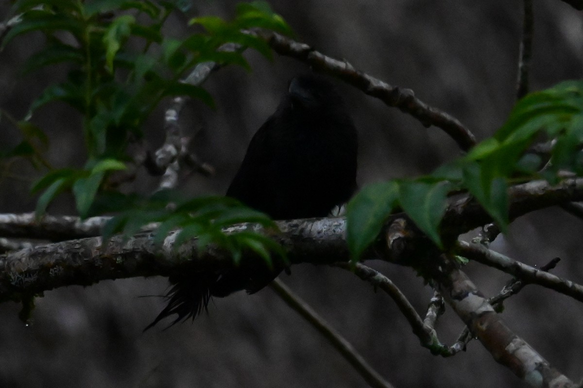 glattnebbani - ML646603099