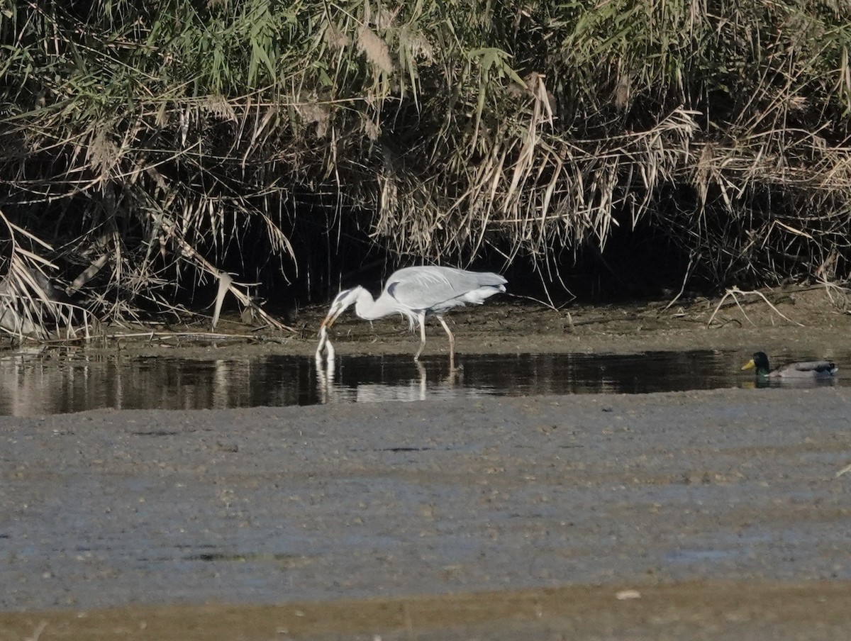 Gray Heron - ML646603101
