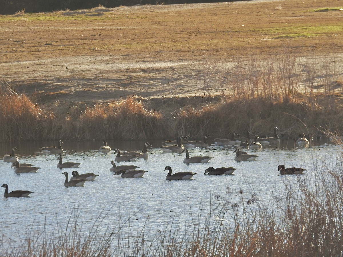 Bernache du Canada - ML646603102