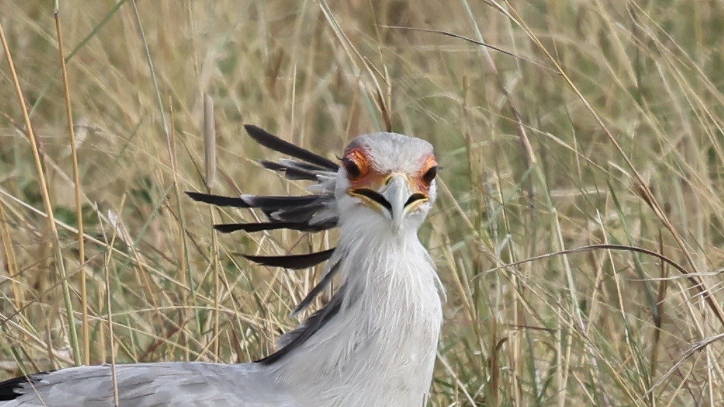 Secretarybird - ML646603103