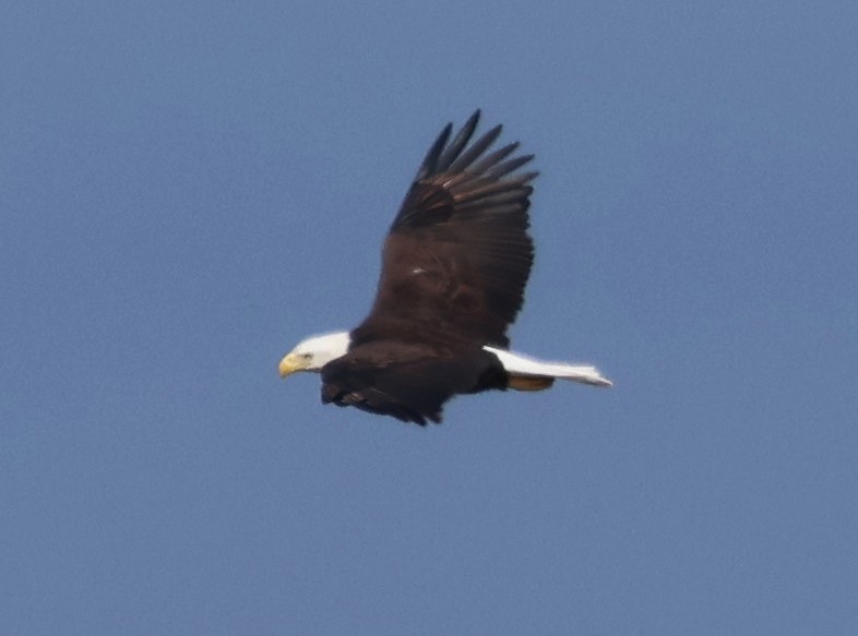 Bald Eagle - ML646603104