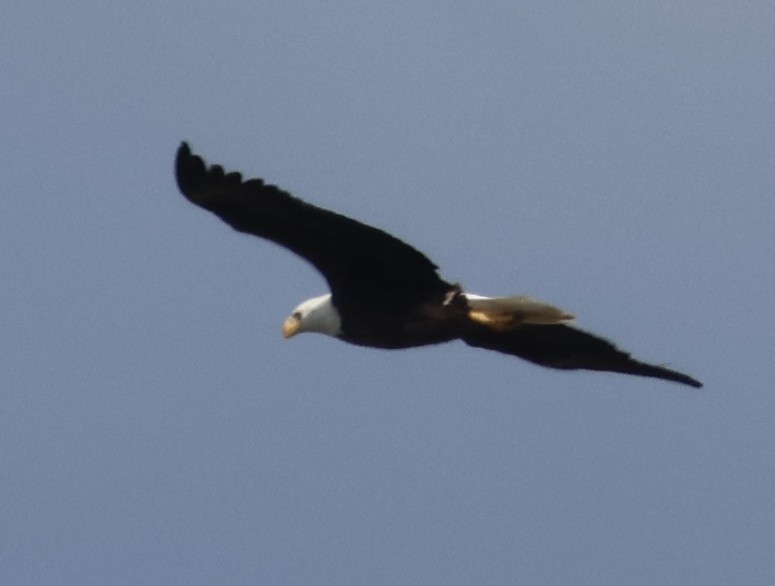 Bald Eagle - ML646603105