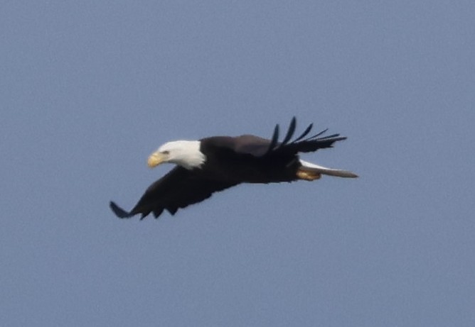 Bald Eagle - ML646603106