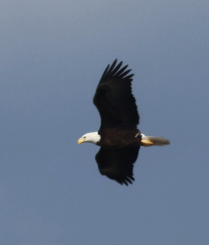 Bald Eagle - ML646603107