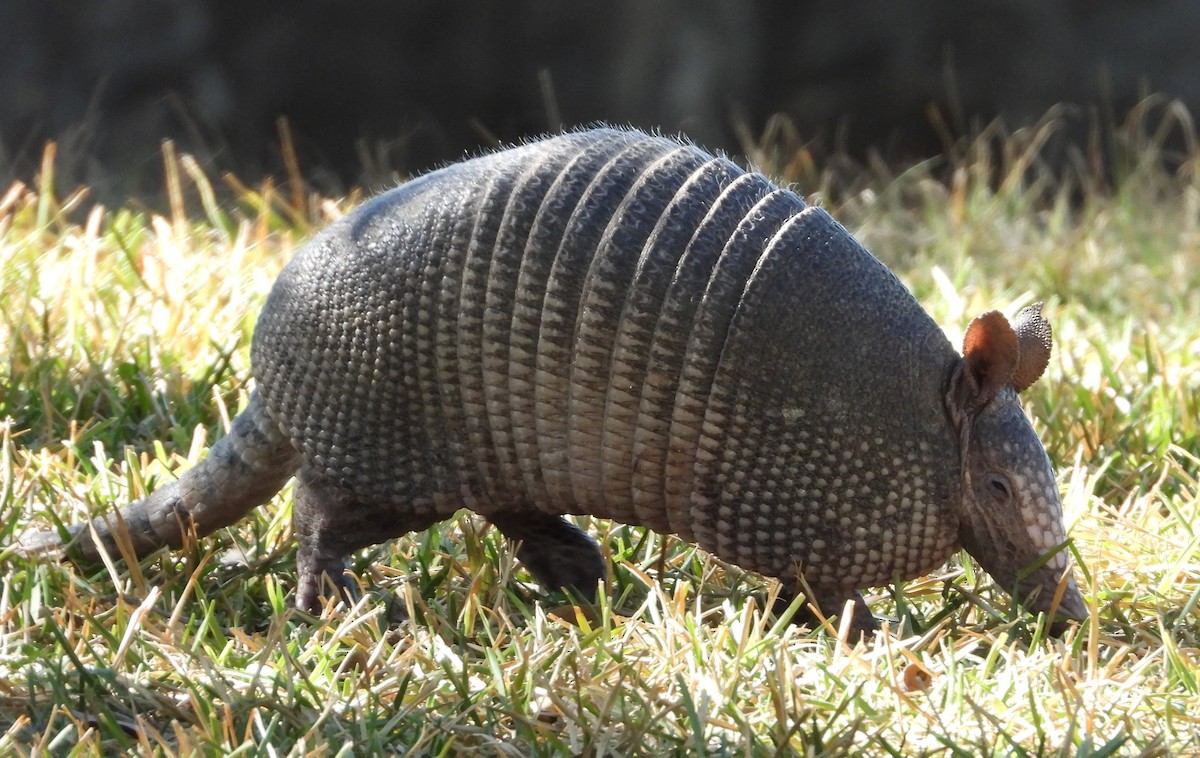 East Mexican Nine-banded Armadillo - ML646603109