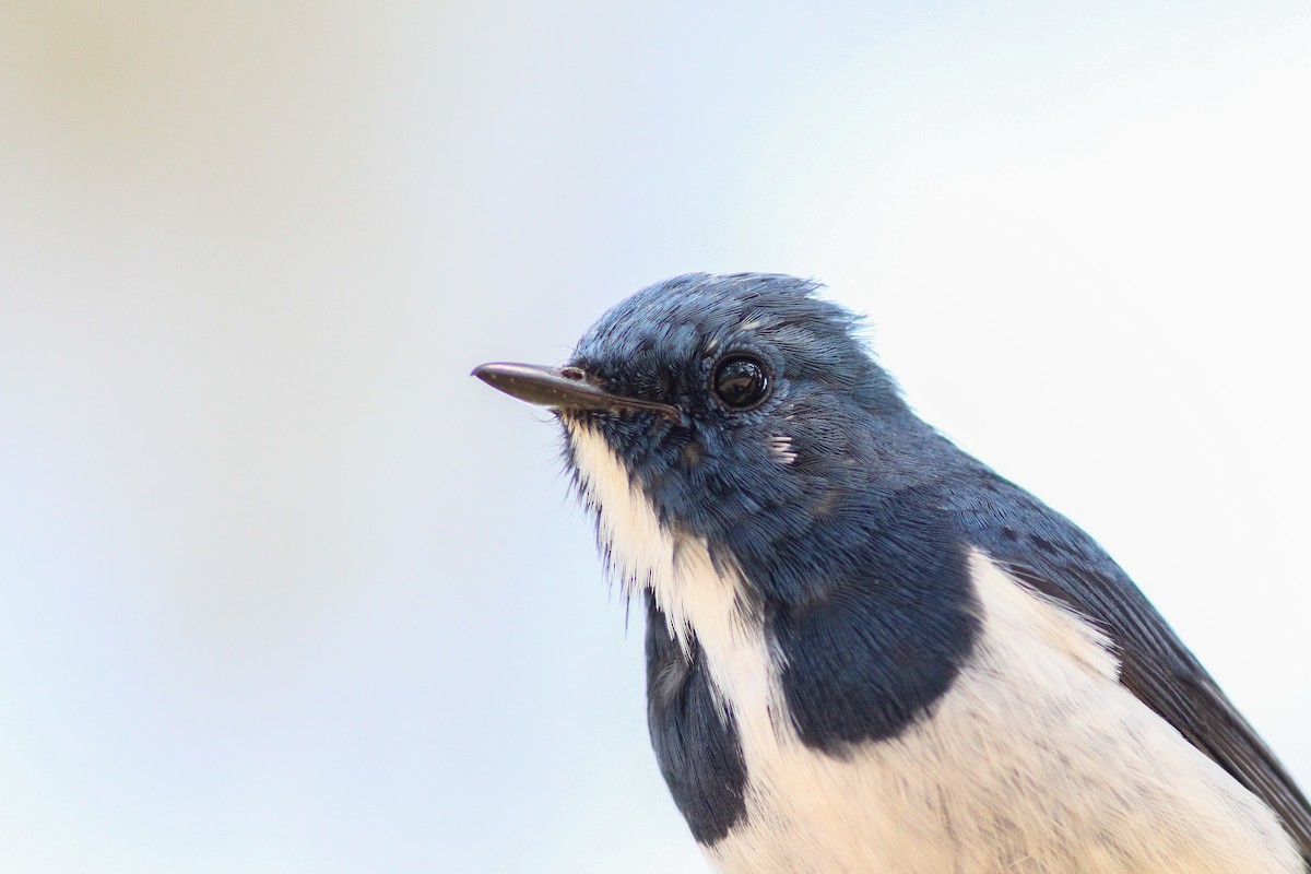 Ultramarine Flycatcher - ML646603110