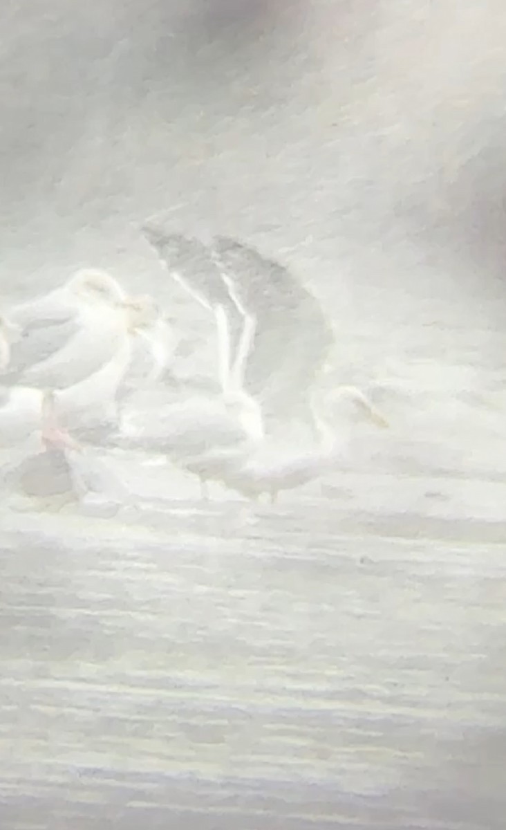 Бэсрэг цахлай - ML646603115