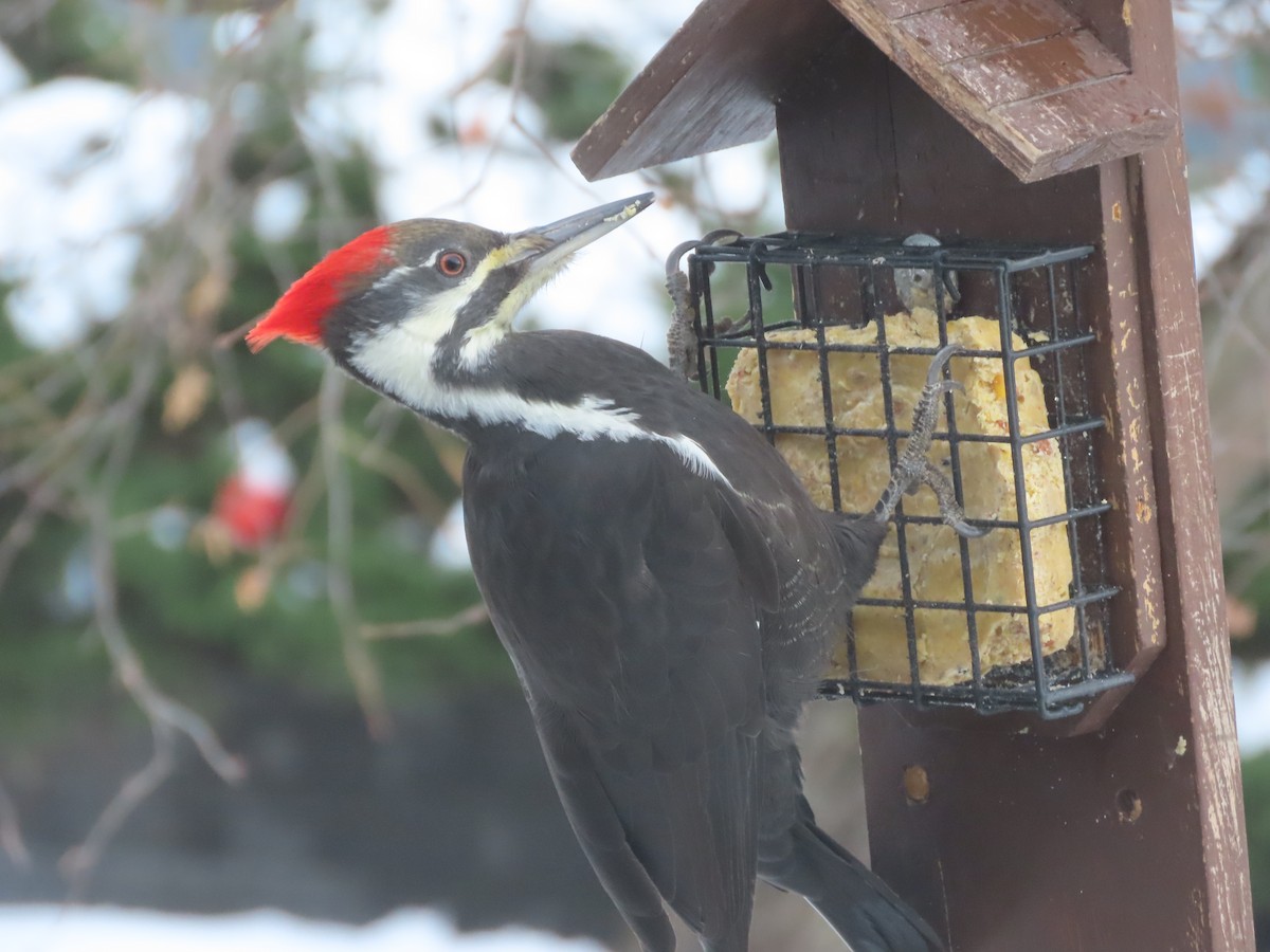 Хохлатая желна - ML646603116