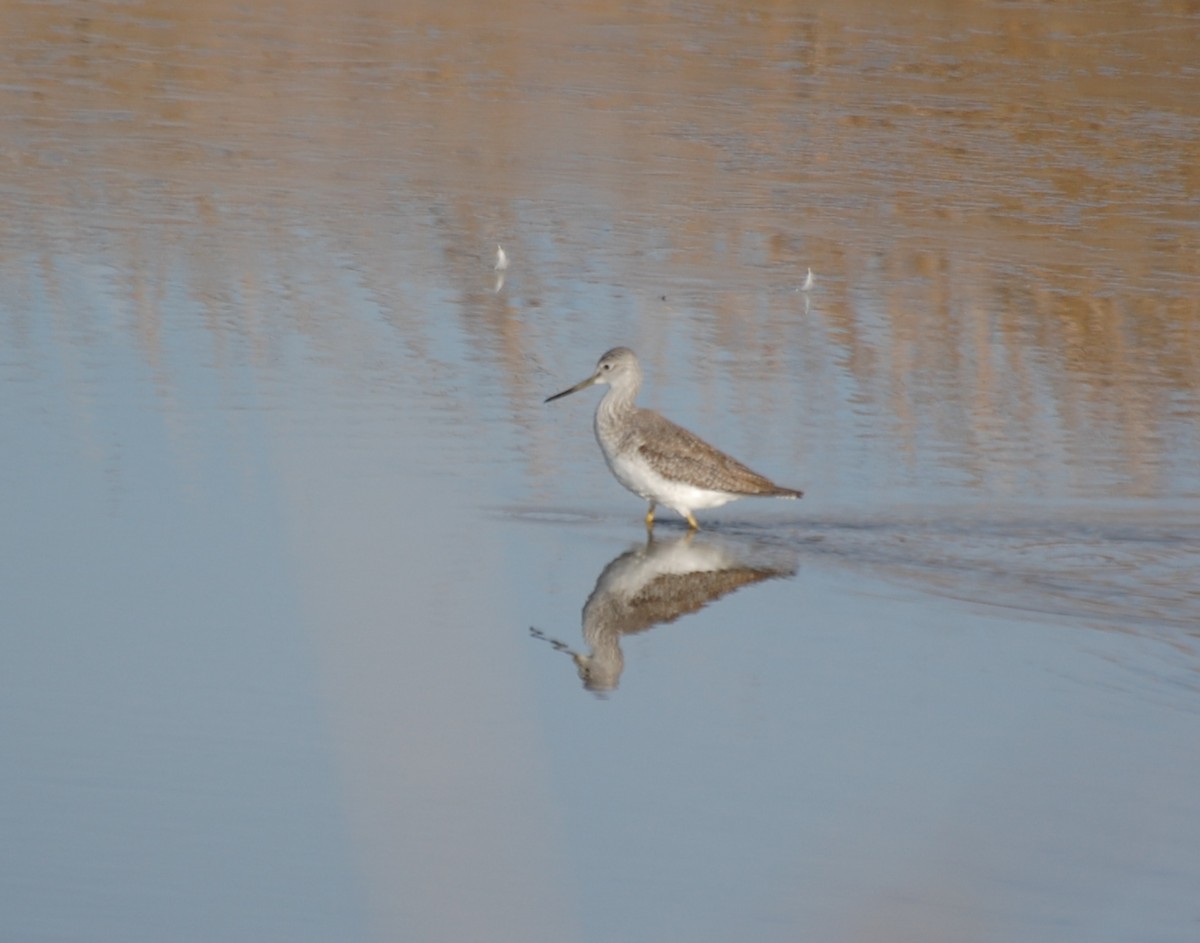Greater Yellowlegs - ML646603117