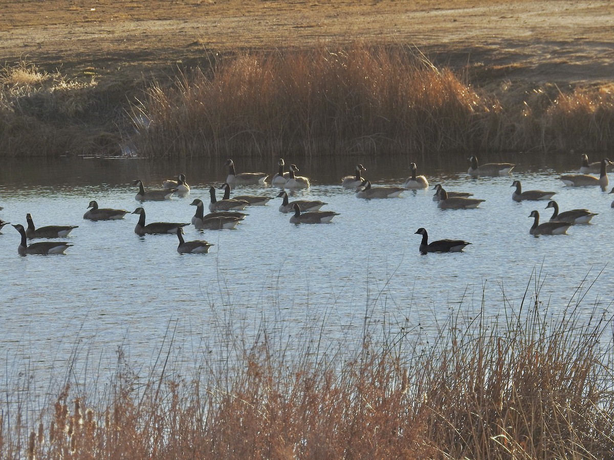 Barnacla Canadiense Grande - ML646603119