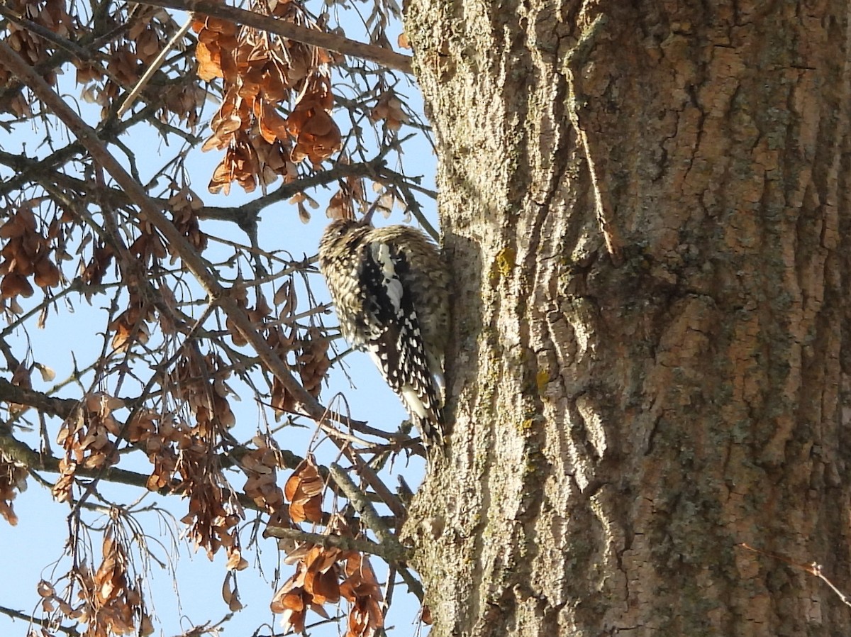 Yellow-bellied Sapsucker - ML646603120