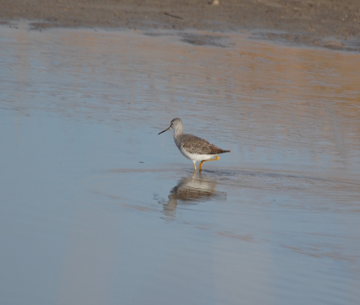 Greater Yellowlegs - ML646603122