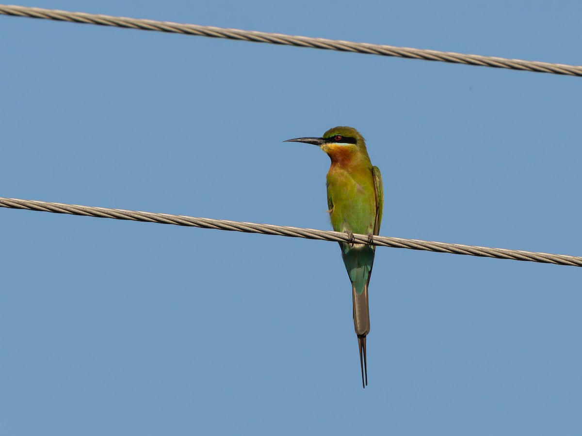 Abejaruco Coliazul - ML646603123