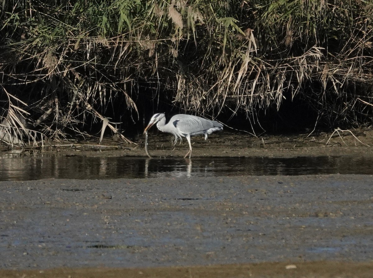 Gray Heron - ML646603124