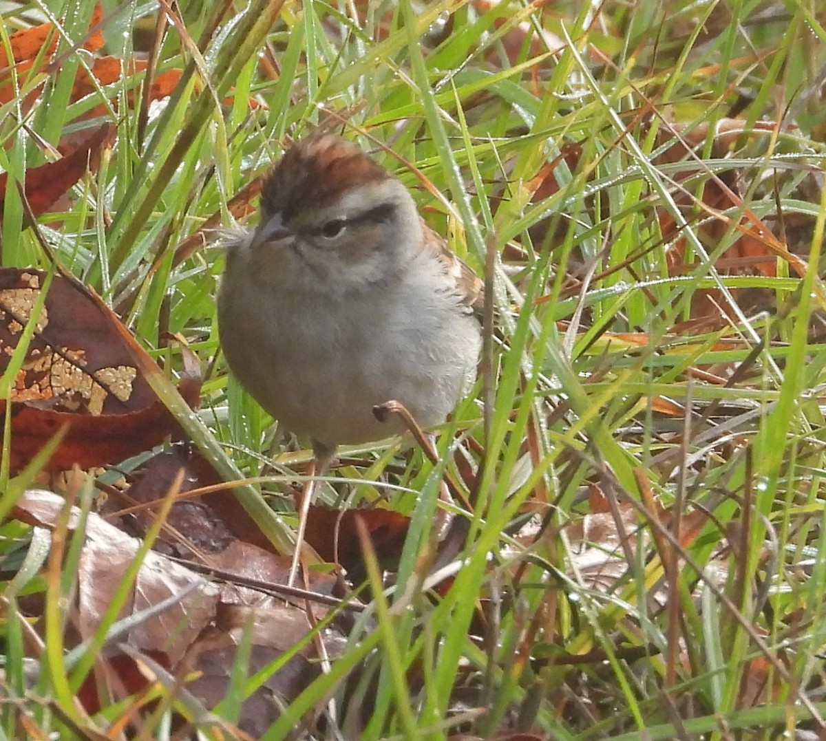 brunissespurv - ML646603125