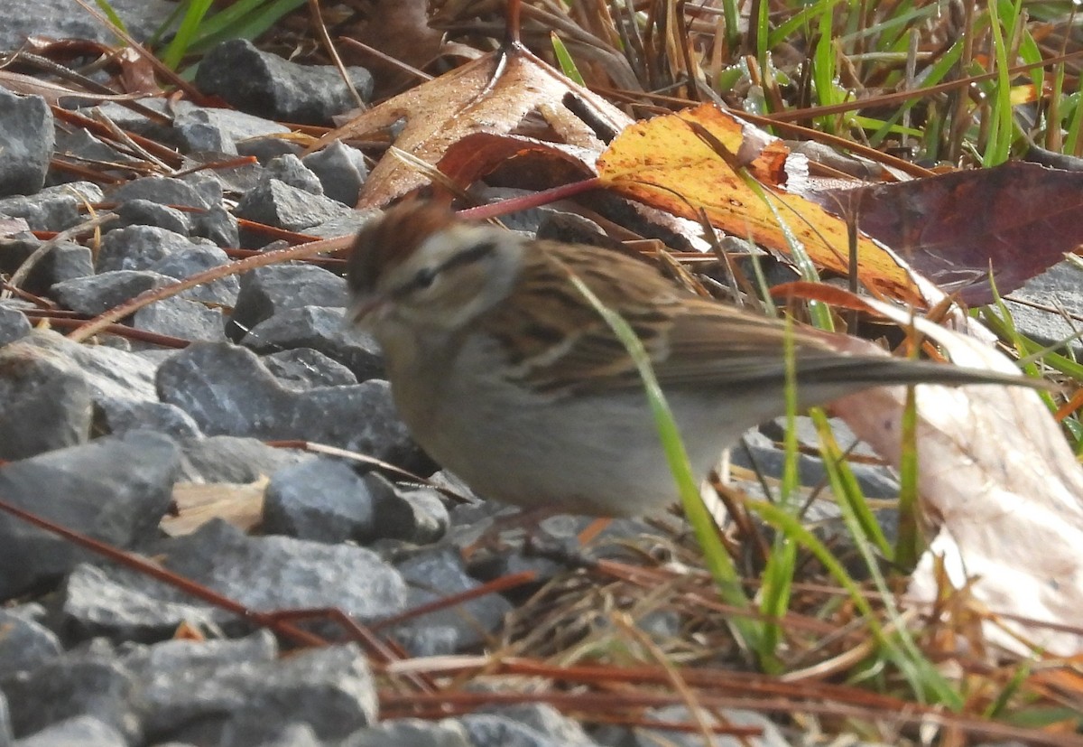 brunissespurv - ML646603126