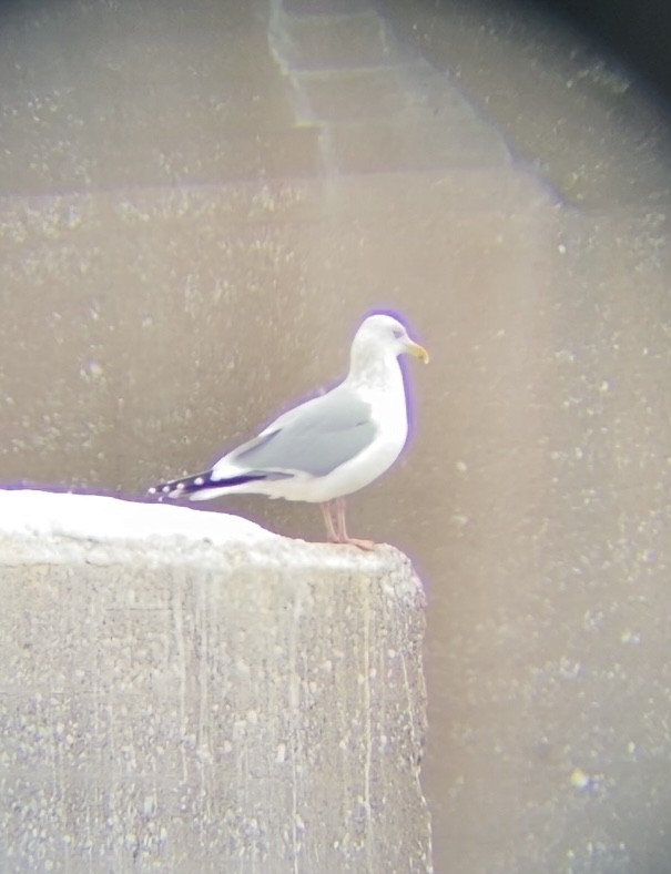 American Herring Gull - ML646603127