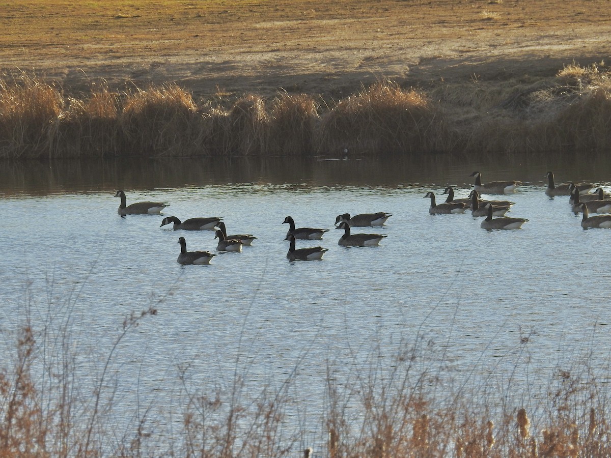 Barnacla Canadiense Grande - ML646603139
