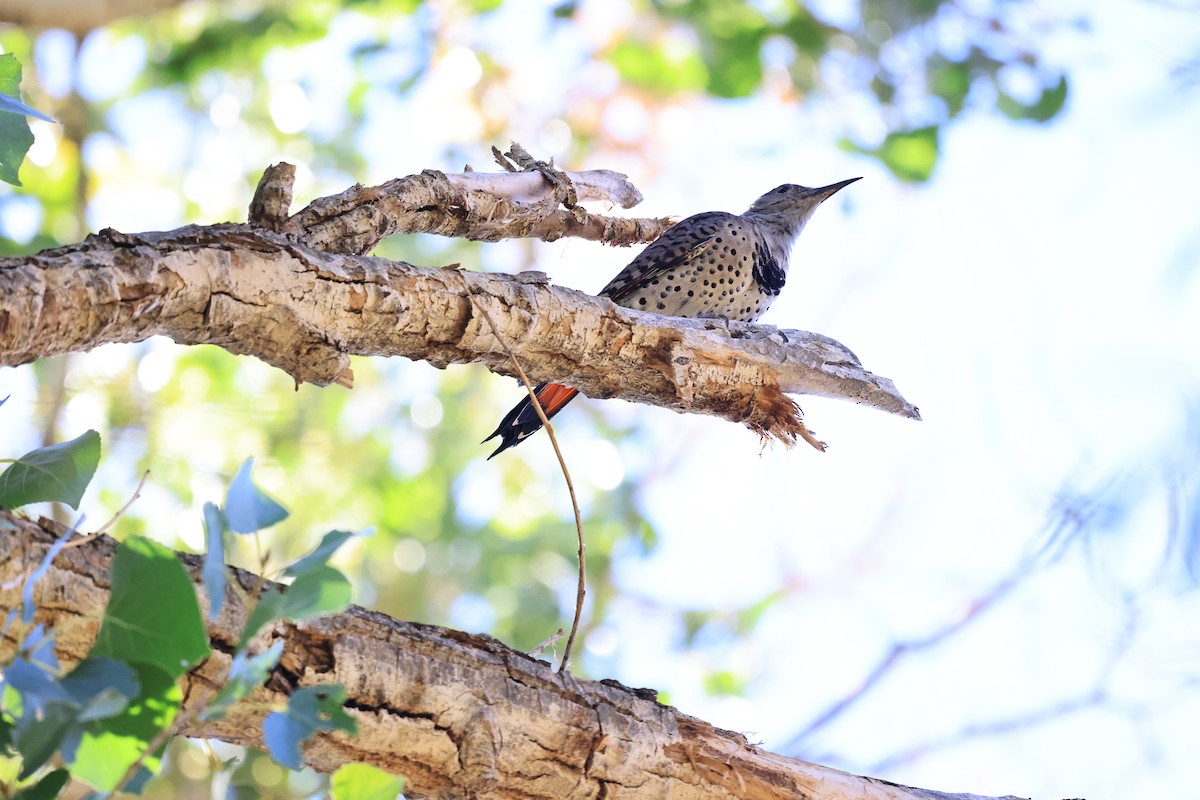 Northern Flicker (Red-shafted) - ML646603140