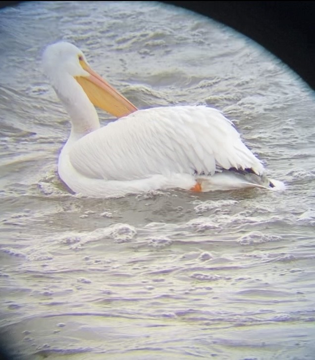 American White Pelican - ML646603141