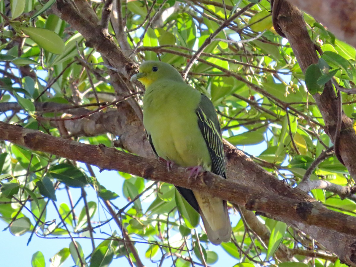 Sri Lanka Green-Pigeon - ML646603142