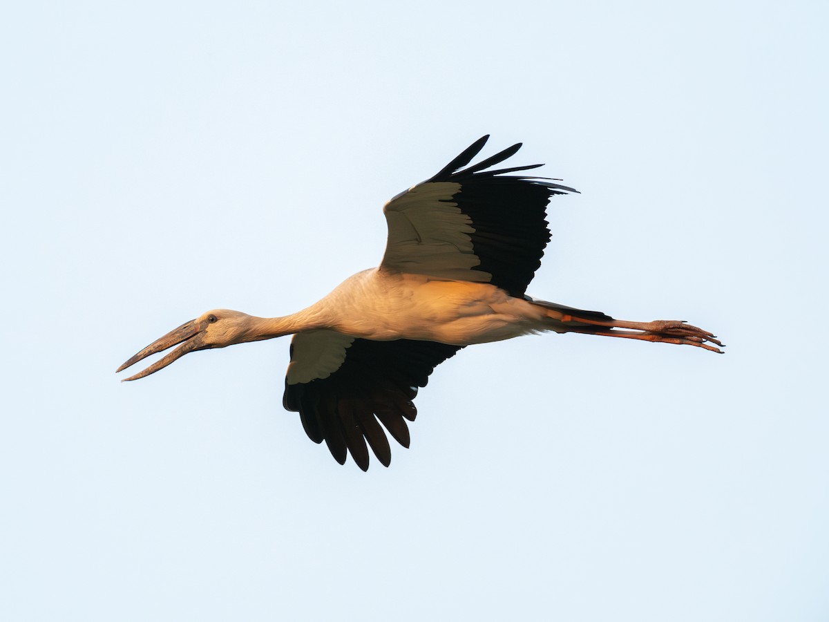 Picotenaza Asiático - ML646603143